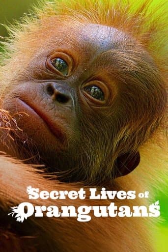 Orangutanların Gizli Yaşamı